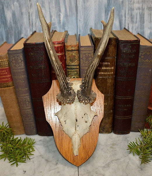 Solid Medium Oak Antler Mount Plaque - Taxidermy Display Board For Deer Antlers