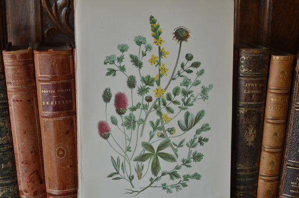 Antique Floral Botanical Print Book Plate Page - Antique Flea Finds