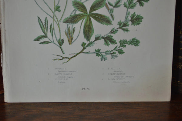 Antique Floral Botanical Print Book Plate Page - Antique Flea Finds
