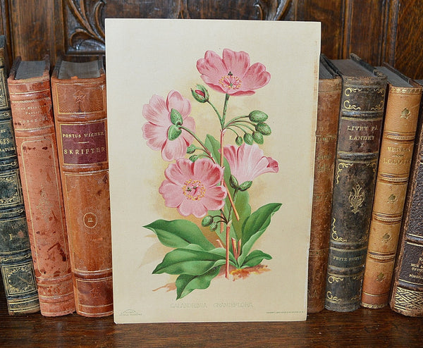 Antique Pink Floral Botanical Print Book Plate Page - Antique Flea Finds - 1