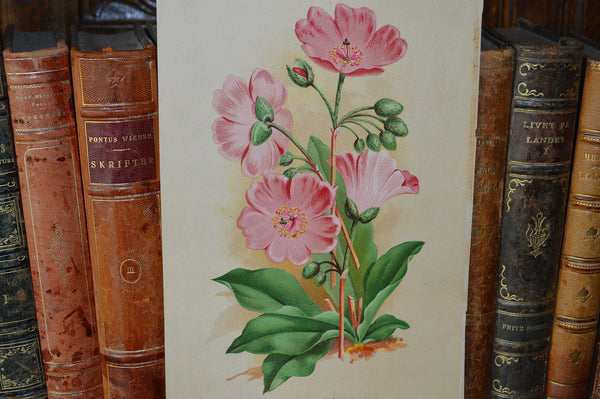 Antique Pink Floral Botanical Print Book Plate Page - Antique Flea Finds - 2