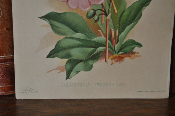Antique Pink Floral Botanical Print Book Plate Page - Antique Flea Finds - 3