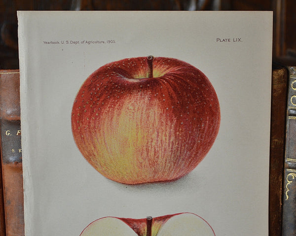 Antique Apple Botanical Print Book Plate 1905 - Antique Flea Finds