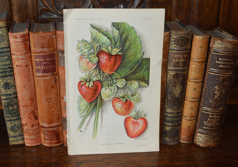 Antique Strawberry Botanical Print Book Plate Page 1912 - Antique Flea Finds - 1