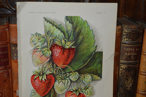 Antique Strawberry Botanical Print Book Plate Page 1912 - Antique Flea Finds - 2