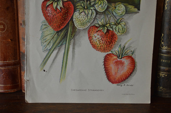 Antique Strawberry Botanical Print Book Plate Page 1912 - Antique Flea Finds - 3