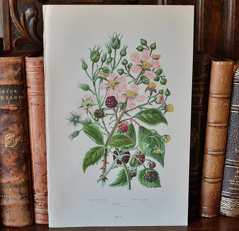 Antique Pink Floral Raspberry Botanical Print Book Plate Page - Antique Flea Finds - 1