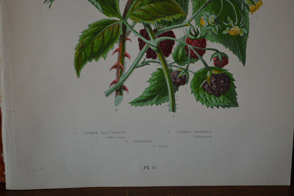 Antique Pink Floral Raspberry Botanical Print Book Plate Page - Antique Flea Finds - 3
