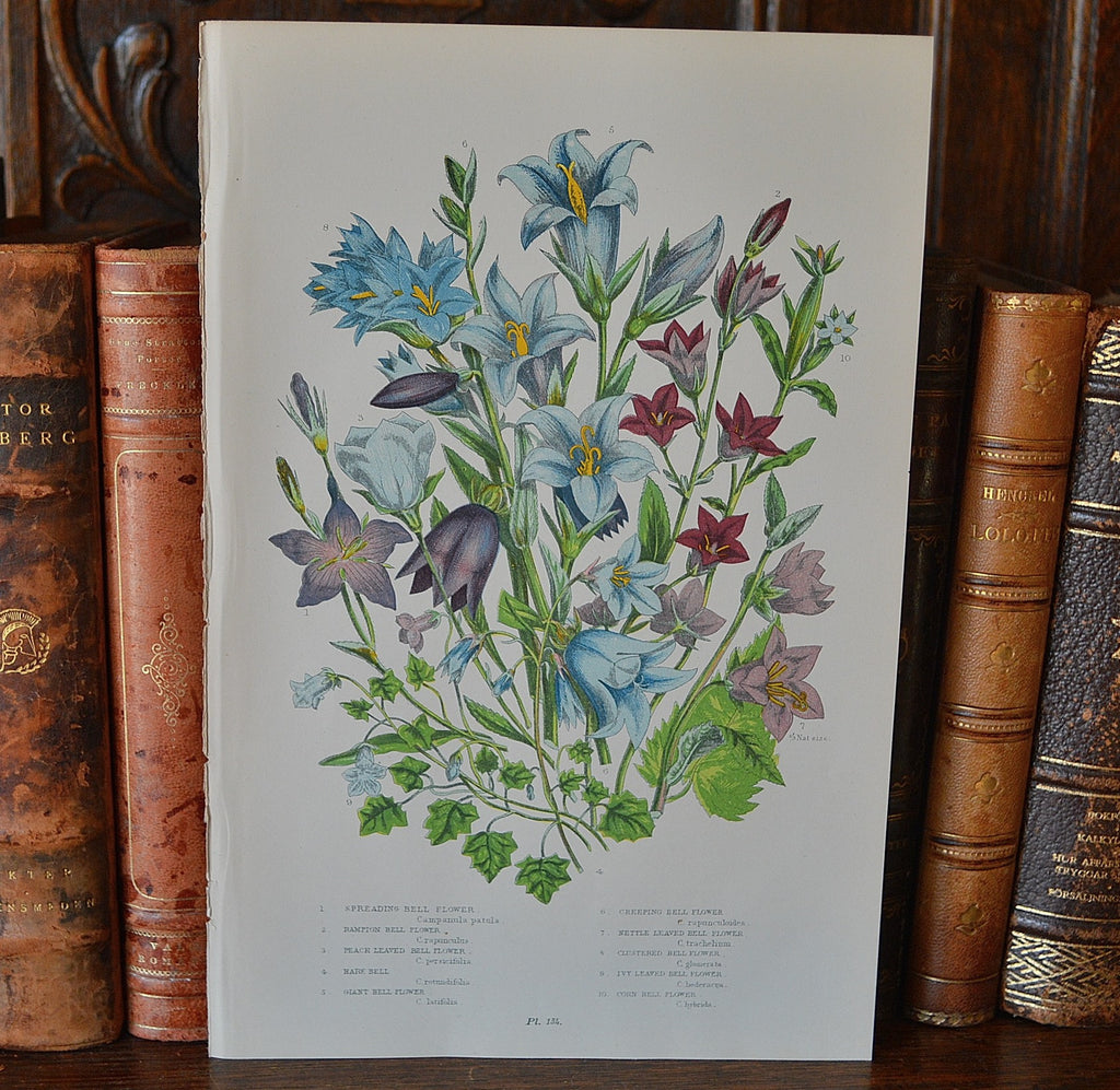 Antique Blue Floral Bell Flower Botanical Print Book Plate Page - Antique Flea Finds