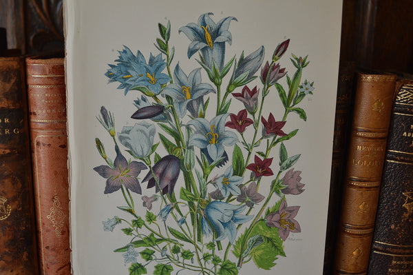 Antique Blue Floral Bell Flower Botanical Print Book Plate Page - Antique Flea Finds