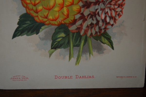 Antique Floral Botanical Print Double Dahlias Lithograph James Vick - Antique Flea Finds