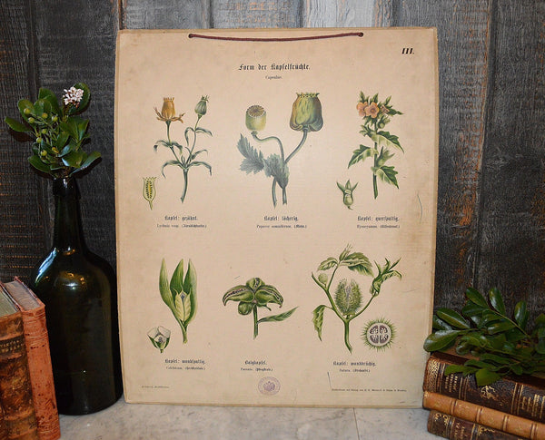 Antique German Botanical Wall Chart Lithograph Of Floral Plant Buds On Blackboard - Antique Flea Finds - 1