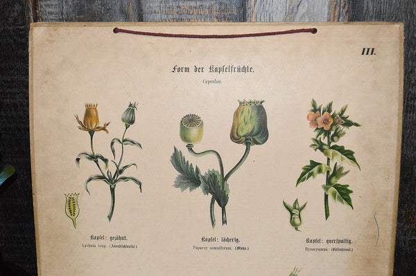 Antique German Botanical Wall Chart Lithograph Of Floral Plant Buds On Blackboard - Antique Flea Finds - 2