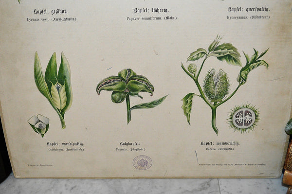 Antique German Botanical Wall Chart Lithograph Of Floral Plant Buds On Blackboard - Antique Flea Finds - 3