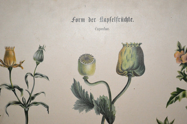 Antique German Botanical Wall Chart Lithograph Of Floral Plant Buds On Blackboard - Antique Flea Finds - 6