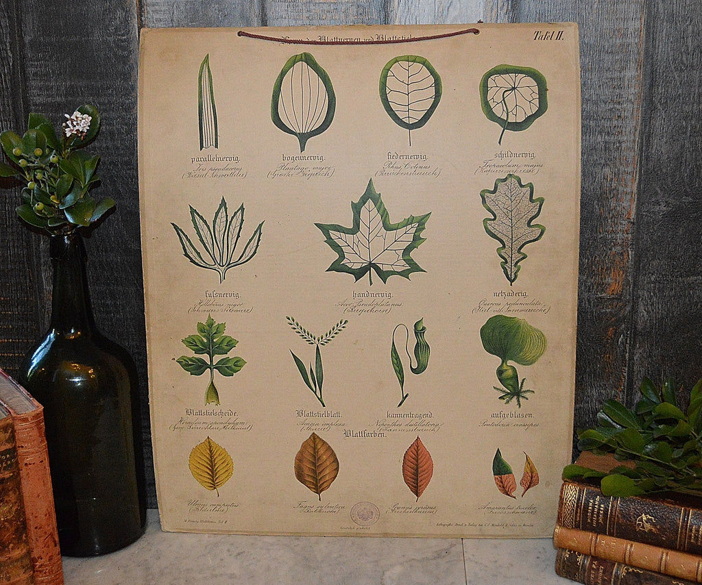 Antique German Botanical Wall Chart Lithograph of Leaves on Blackboard - Antique Flea Finds - 1