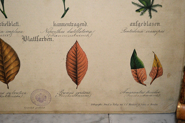 Antique German Botanical Wall Chart Lithograph of Leaves on Blackboard - Antique Flea Finds - 4