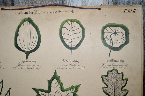 Antique German Botanical Wall Chart Lithograph of Leaves on Blackboard - Antique Flea Finds - 5