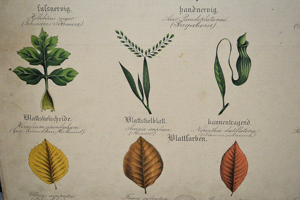 Antique German Botanical Wall Chart Lithograph of Leaves on Blackboard - Antique Flea Finds - 6