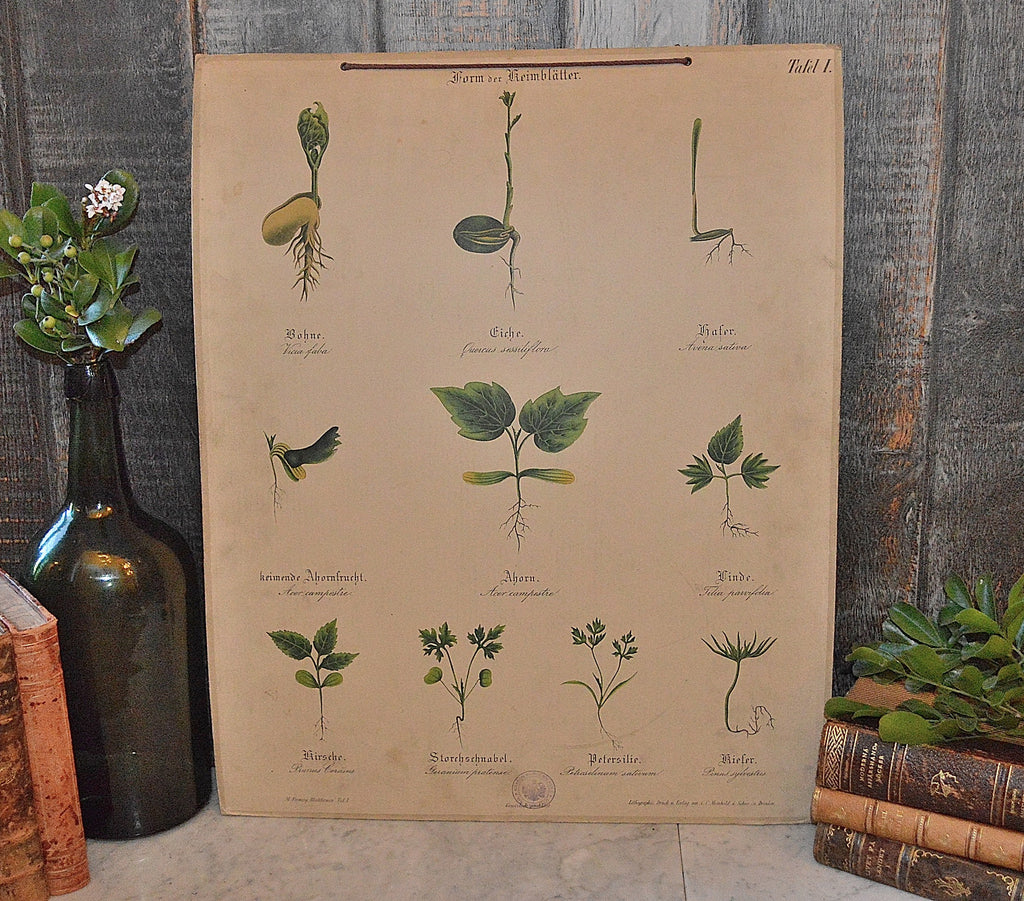 Antique German Botanical Wall Chart Lithograph Of Plant Stems Roots On Blackboard - Antique Flea Finds - 1