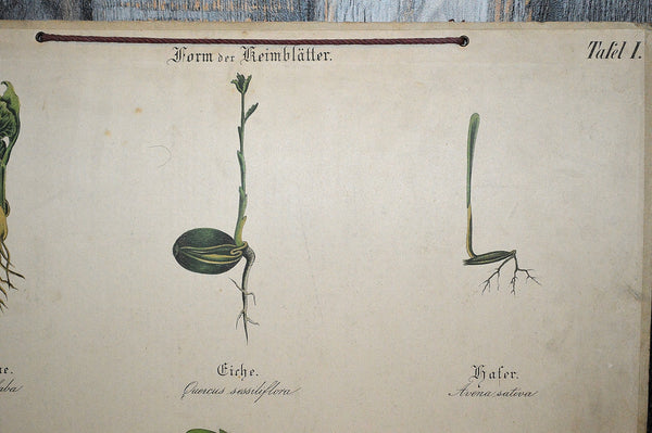 Antique German Botanical Wall Chart Lithograph Of Plant Stems Roots On Blackboard - Antique Flea Finds - 2